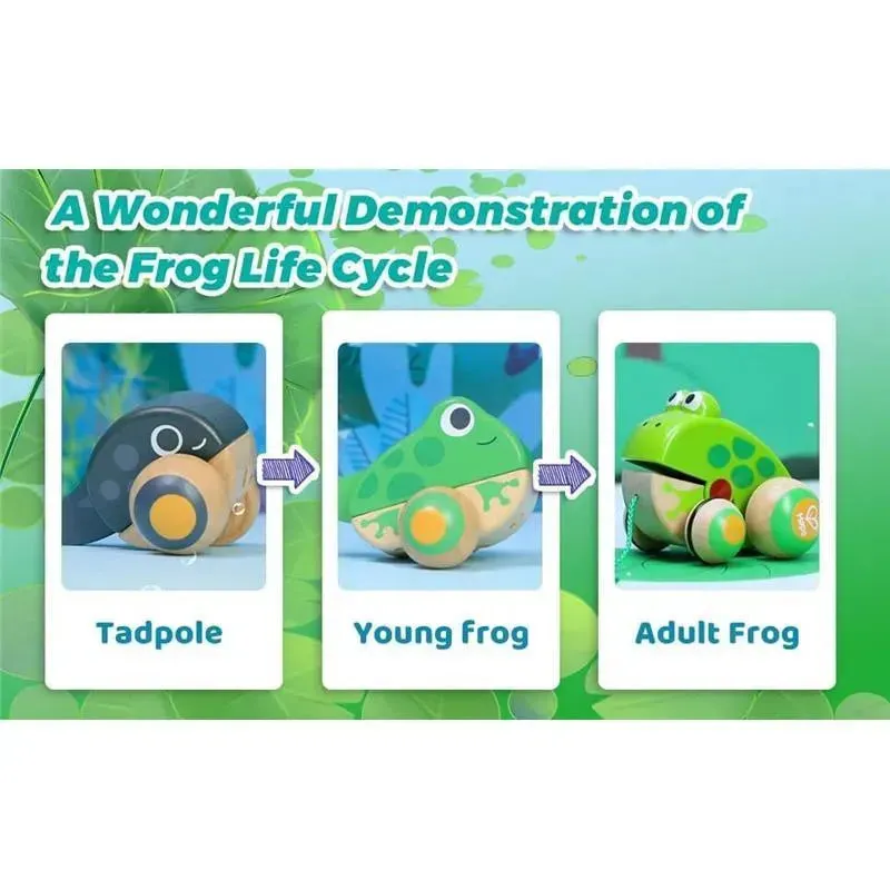 Hape - Pull Along Frog Family with Anti-Rollover Wheels - Image 6